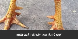 Vảy tam tài tứ quý